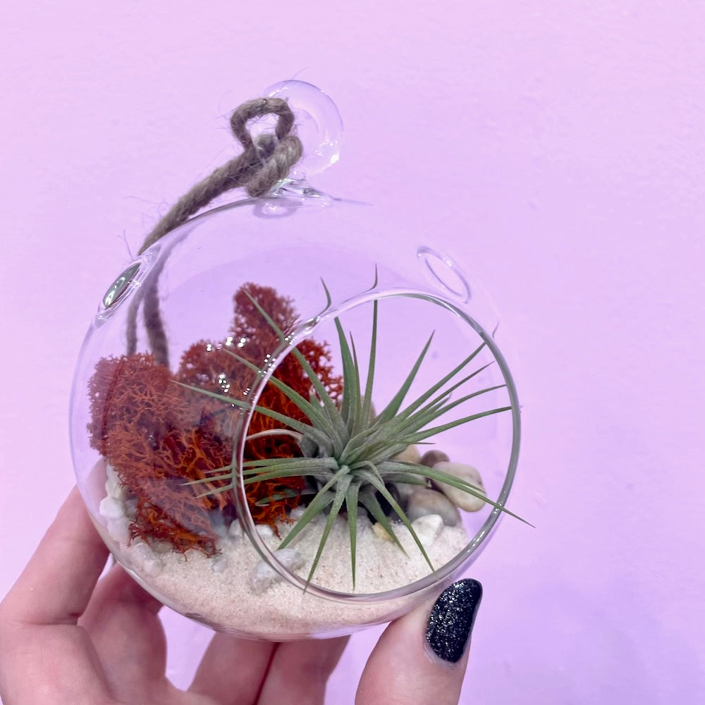 CRAFTY HOUR: Air Plant Terrariums Past Workshop Brooklyn Craft Company